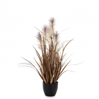 Roślina Dekoracyjna