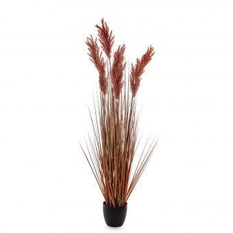 Roślina Dekoracyjna