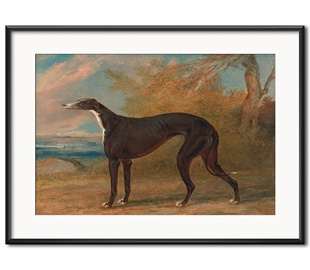 Собаки и кошки